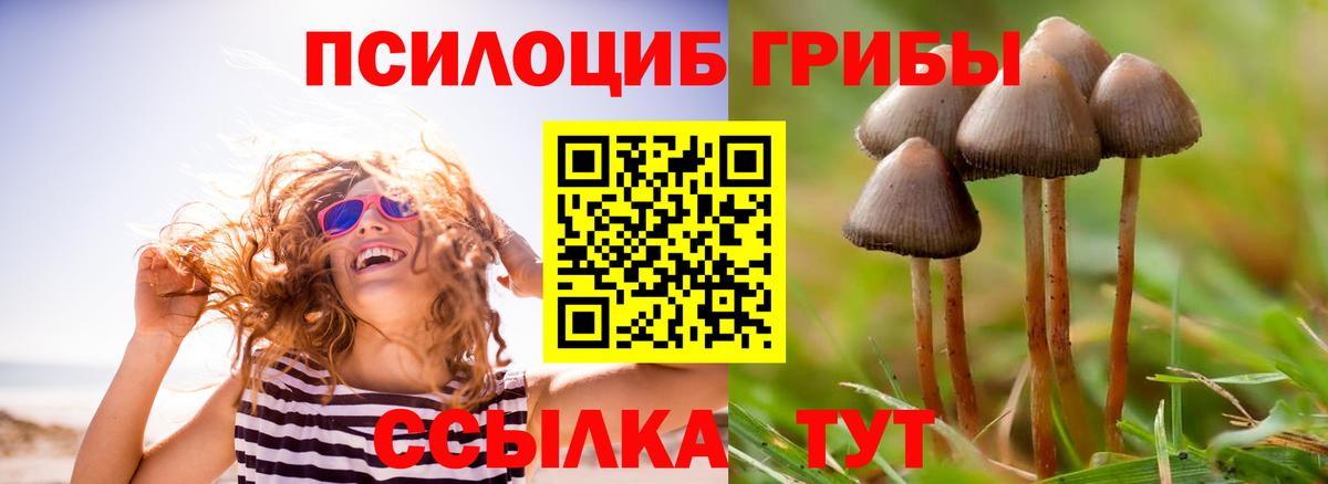 Псилоцибиновые грибы Psilocybe Холмск